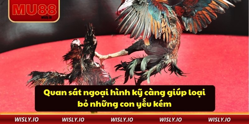 Quan sát ngoại hình kỹ càng giúp loại bỏ những con yếu kém